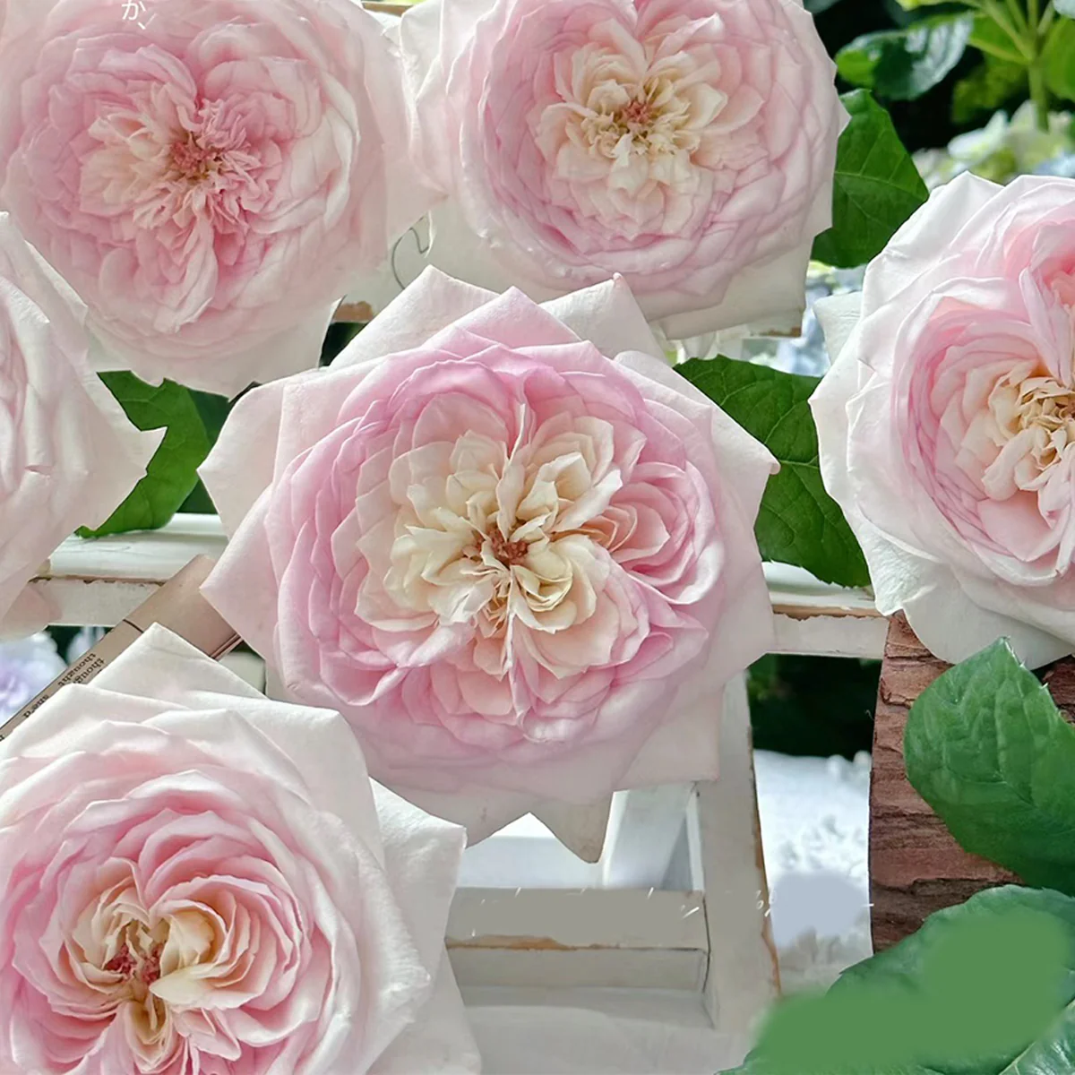 Special Bride | Netherlands Florist Shrub Rose | Pink-white cup blooms | Large blossoms | Own root
