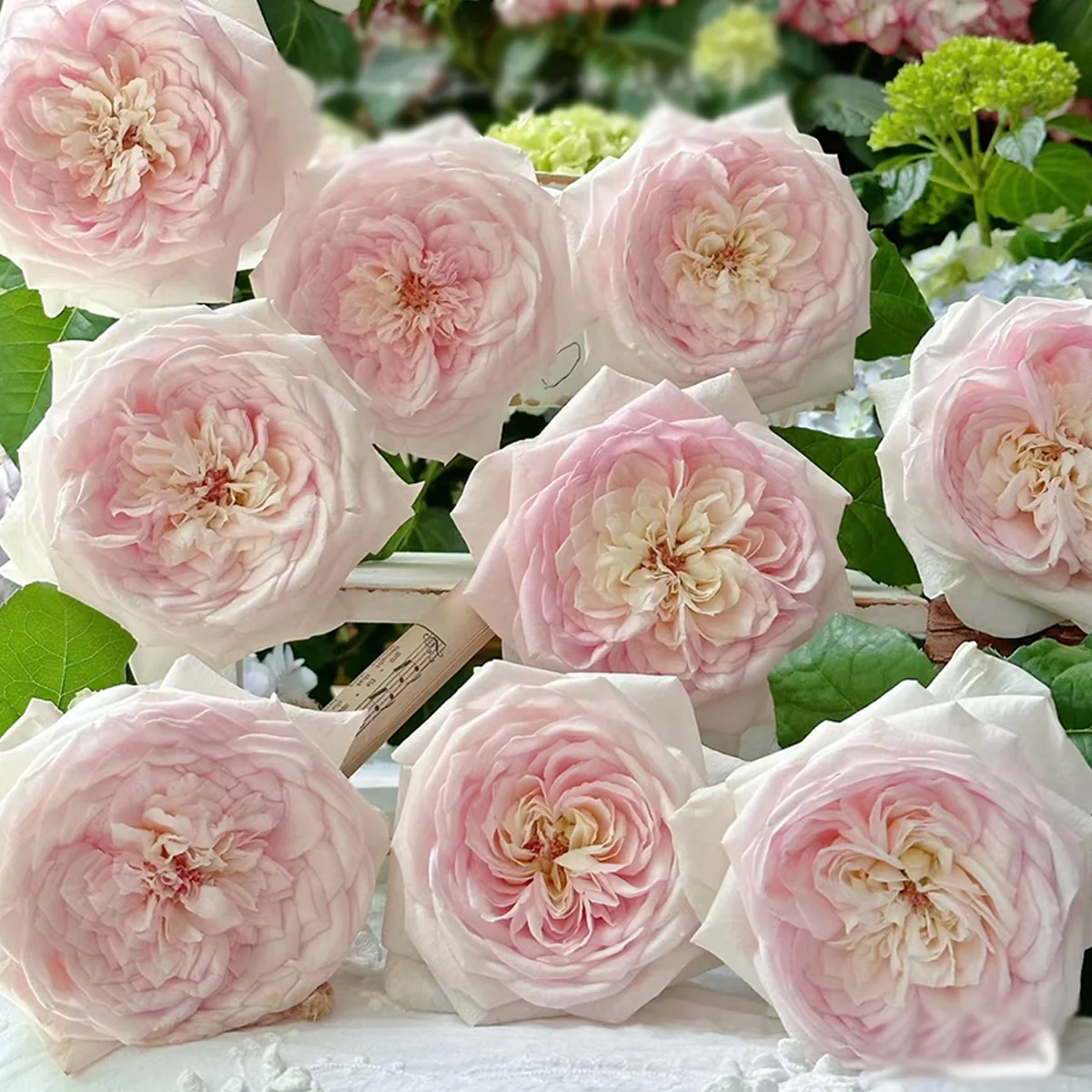 Special Bride | Netherlands Florist Shrub Rose | Pink-white cup blooms | Large blossoms | Own root