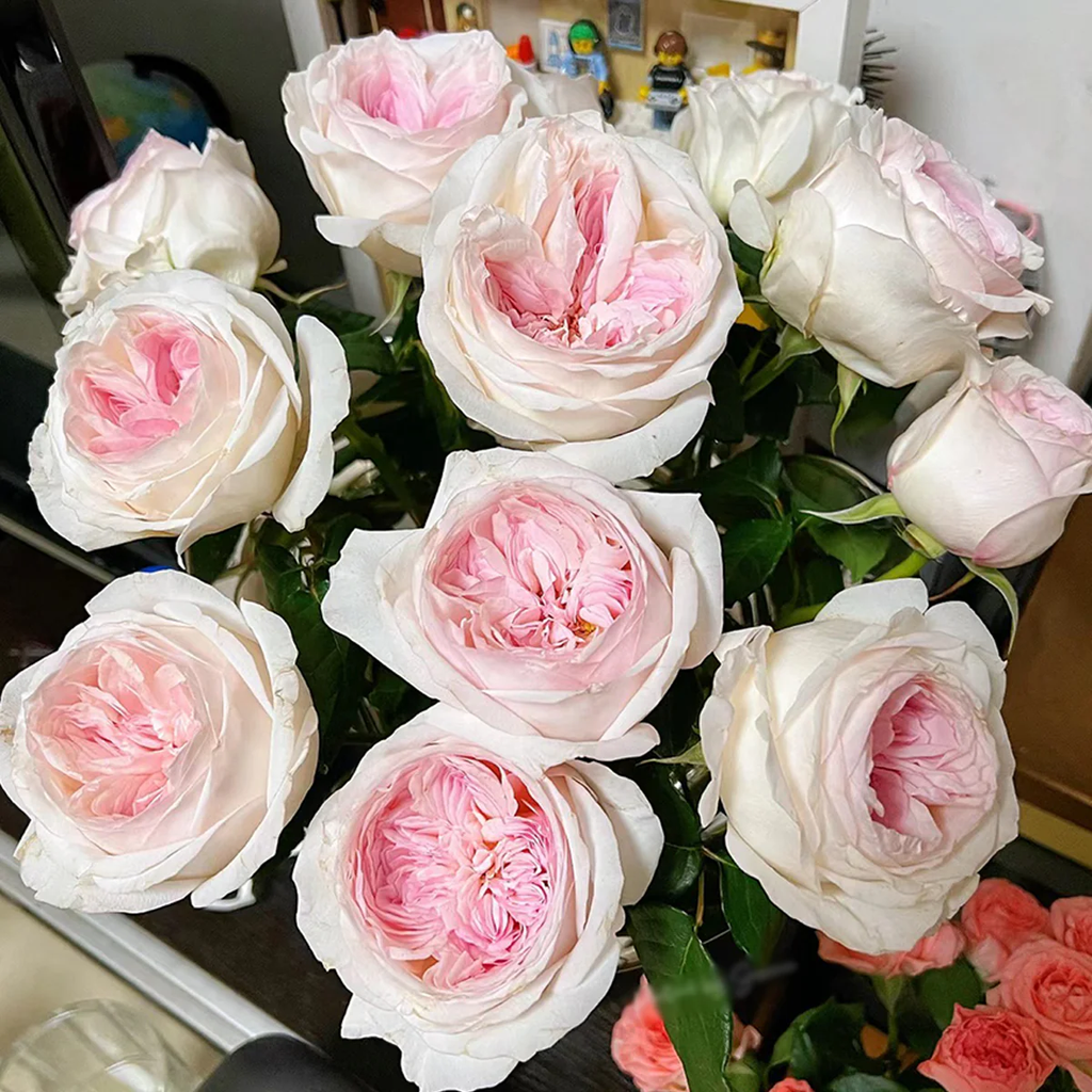 Special Bride | Netherlands Florist Shrub Rose | Pink-white cup blooms | Large blossoms | Own root