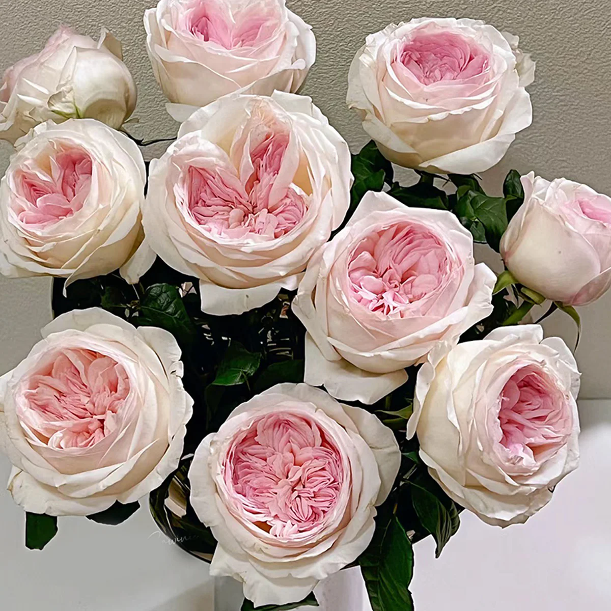 Special Bride | Netherlands Florist Shrub Rose | Pink-white cup blooms | Large blossoms | Own root
