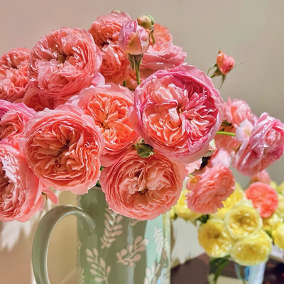 Summer Fireworks | Chinese Garden Shrub Rose | Salmon-pink blooms | Prolific clusters | Own root