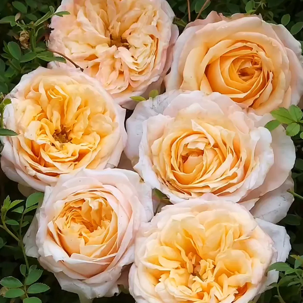 Victorian Peach | Netherlands Florist Shrub Rose | Peach-pink blooms | High disease resistance | Own root