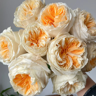 Victorian Peach | Netherlands Florist Shrub Rose | Peach-pink blooms | High disease resistance | Own root