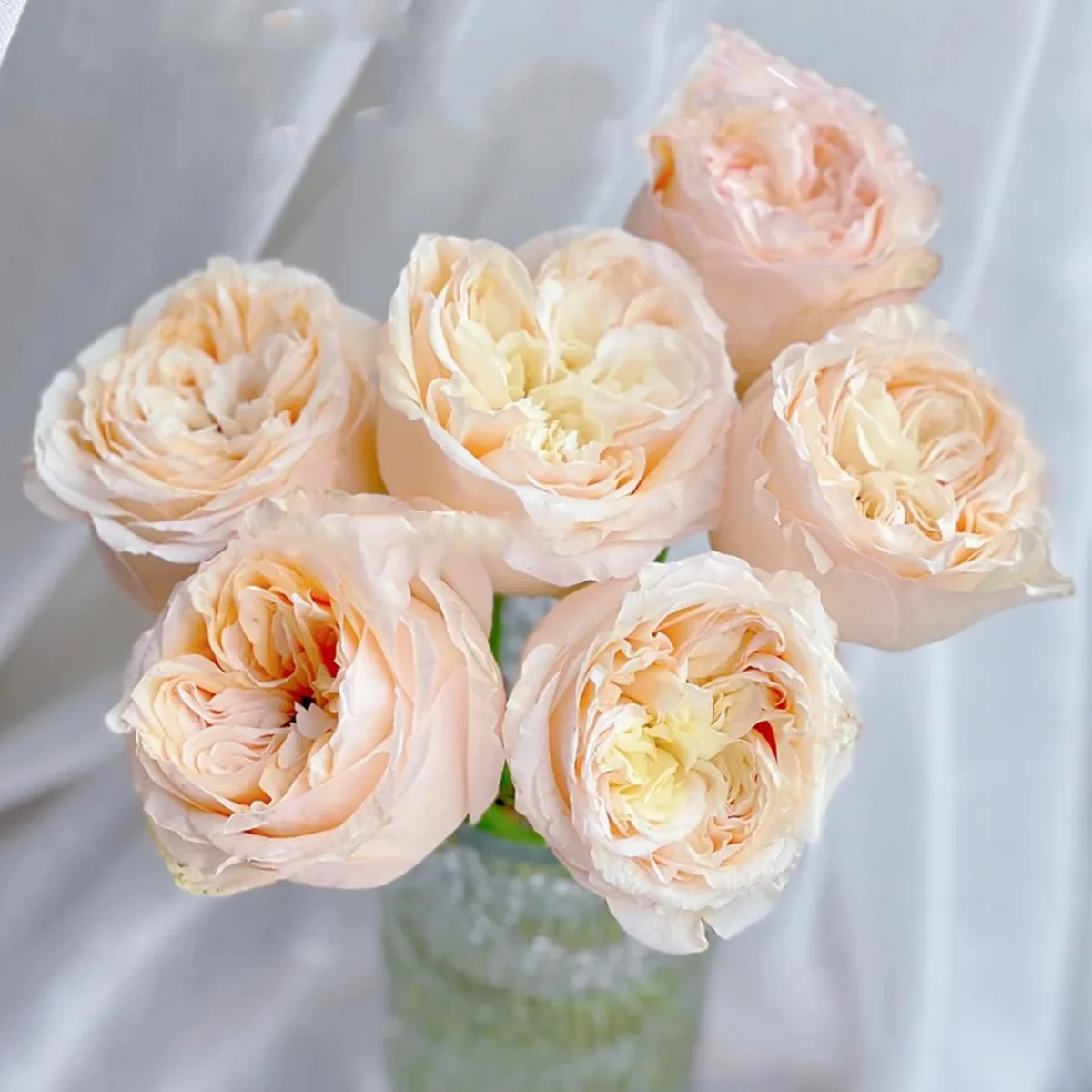 Victorian Peach | Netherlands Florist Shrub Rose | Peach-pink blooms | High disease resistance | Own root