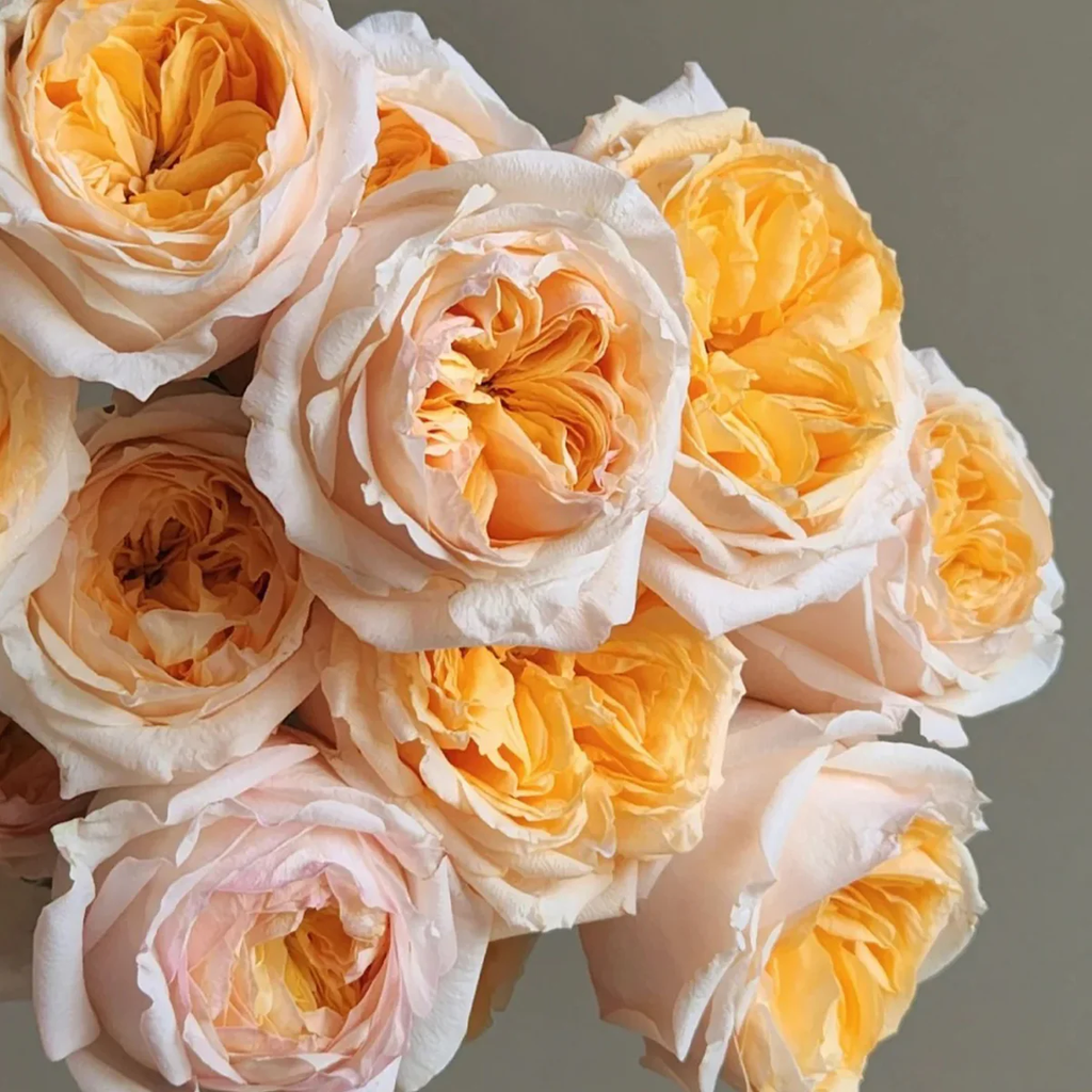Victorian Peach | Netherlands Florist Shrub Rose | Peach-pink blooms | High disease resistance | Own root