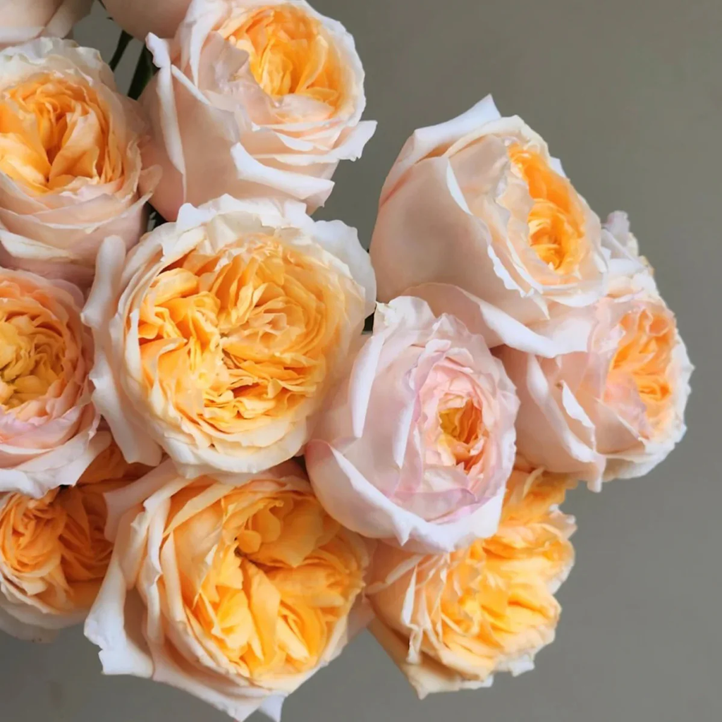 Victorian Peach | Netherlands Florist Shrub Rose | Peach-pink blooms | High disease resistance | Own root