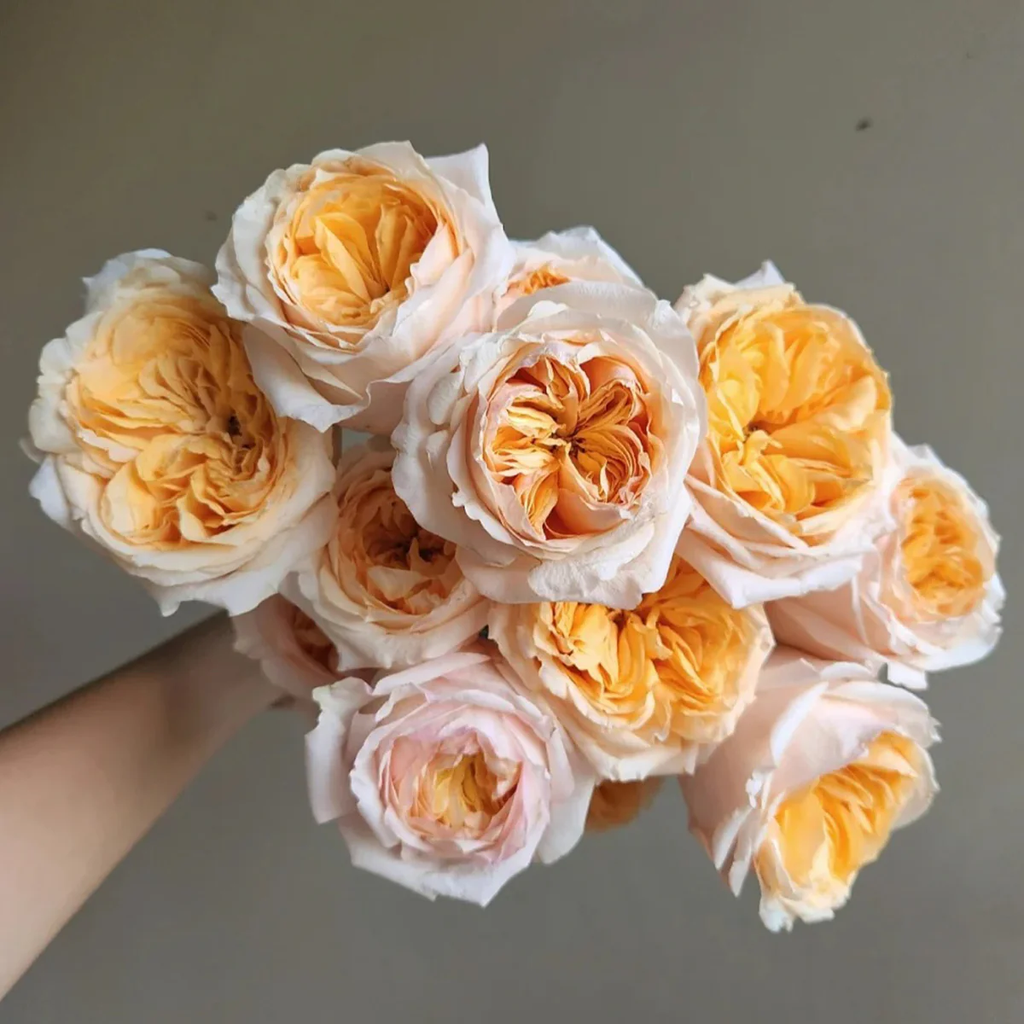 Victorian Peach | Netherlands Florist Shrub Rose | Peach-pink blooms | High disease resistance | Own root