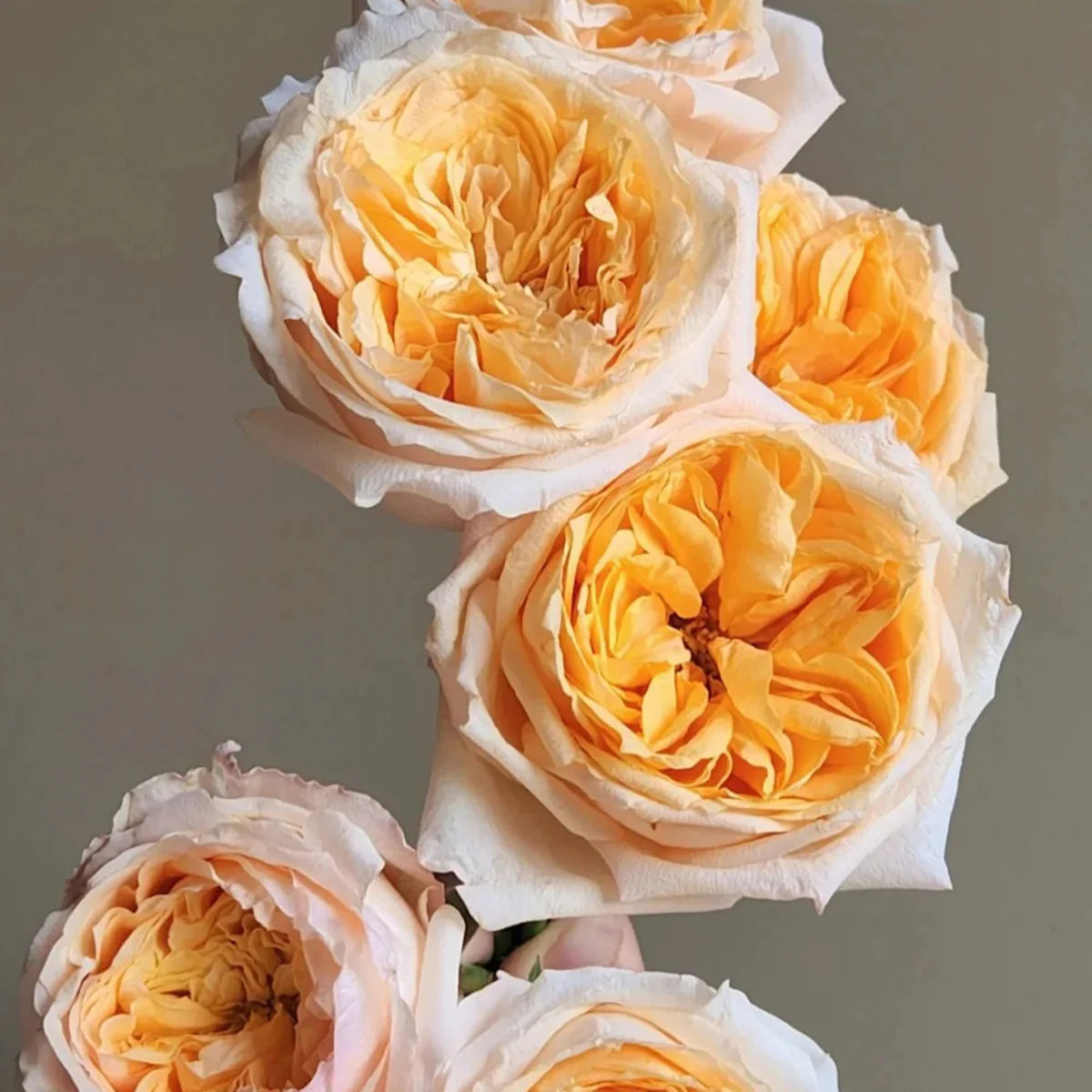 Victorian Peach | Netherlands Florist Shrub Rose | Peach-pink blooms | High disease resistance | Own root