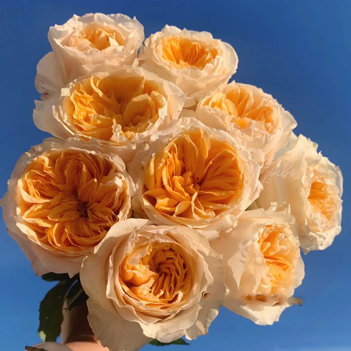 Victorian Peach | Netherlands Florist Shrub Rose | Peach-pink blooms | High disease resistance | Own root