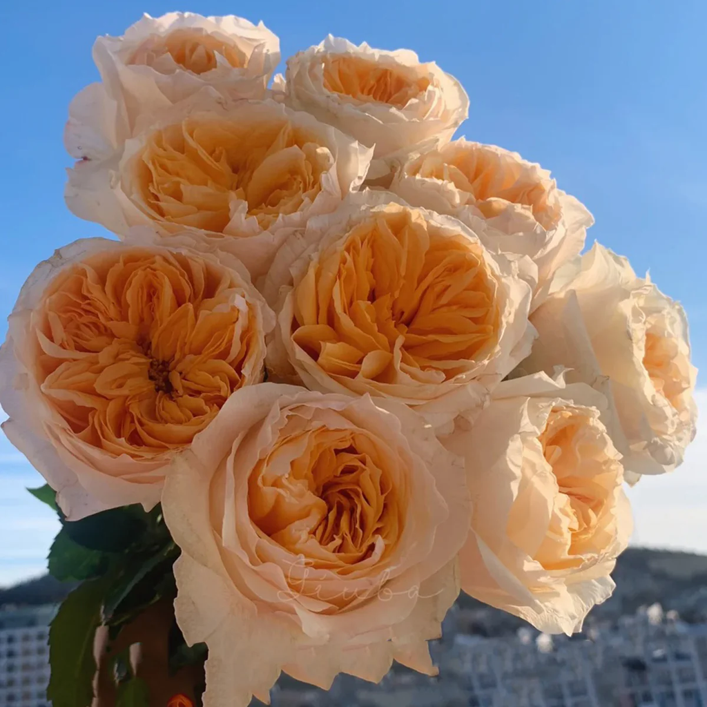 Victorian Peach | Netherlands Florist Shrub Rose | Peach-pink blooms | High disease resistance | Own root