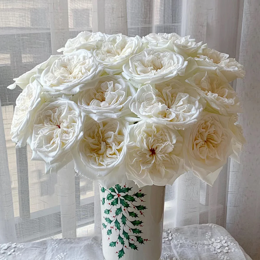 White O’Hara | French Florist Shrub Rose | Long vase life | Strong lavender fragrance | Own root
