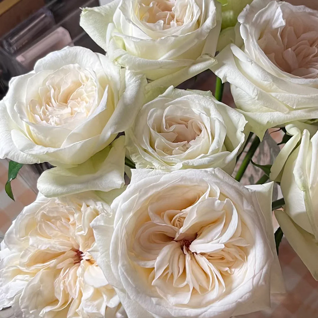 White O’Hara | French Florist Shrub Rose | Long vase life | Strong lavender fragrance | Own root