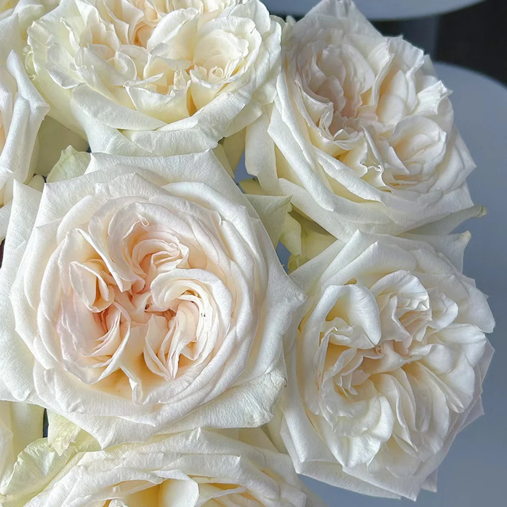 White O’Hara | French Florist Shrub Rose | Long vase life | Strong lavender fragrance | Own root