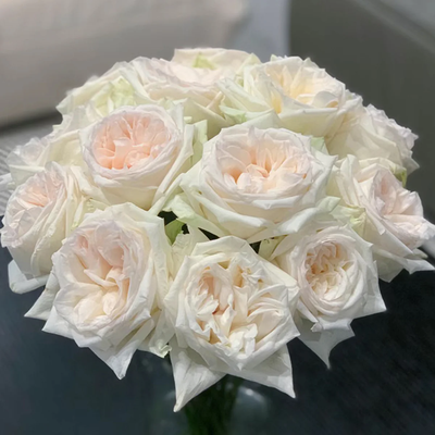 White O’Hara | French Florist Shrub Rose | Long vase life | Strong lavender fragrance | Own root