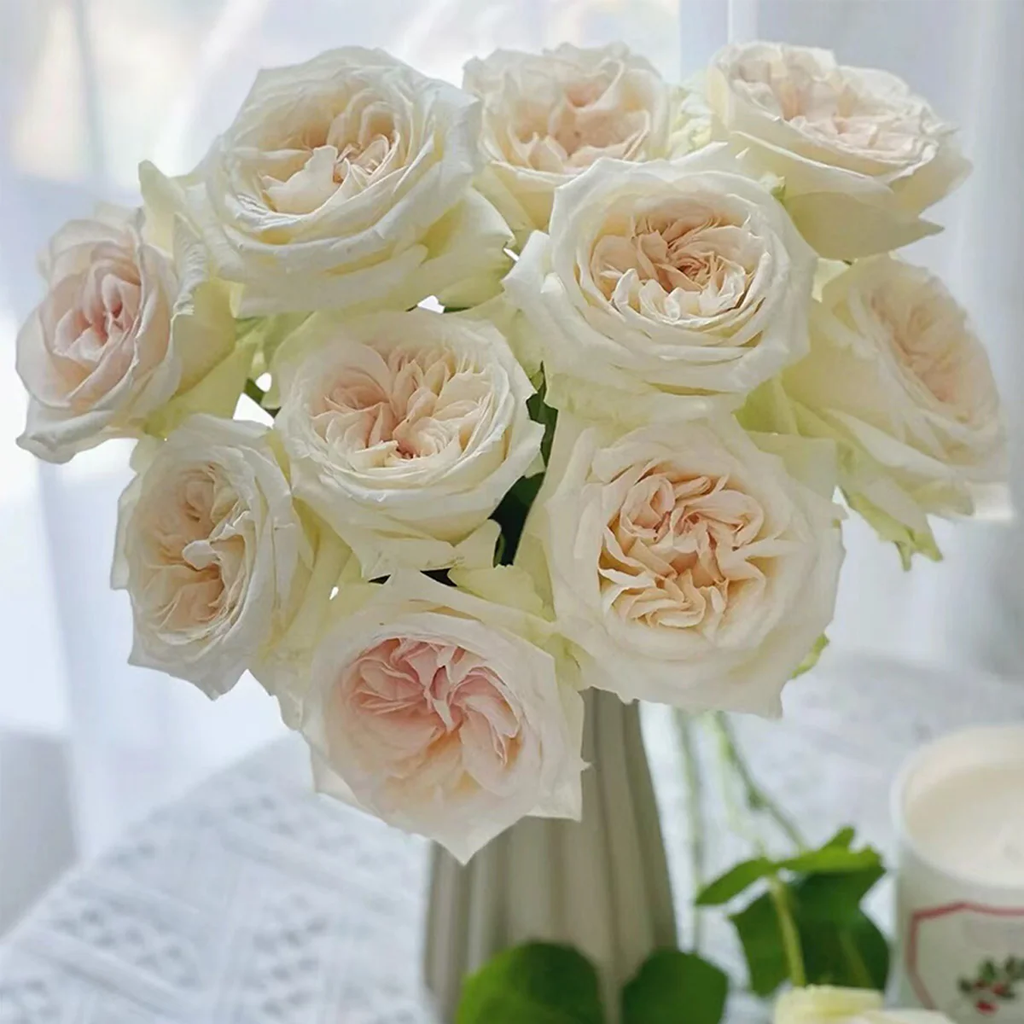 White O’Hara | French Florist Shrub Rose | Long vase life | Strong lavender fragrance | Own root