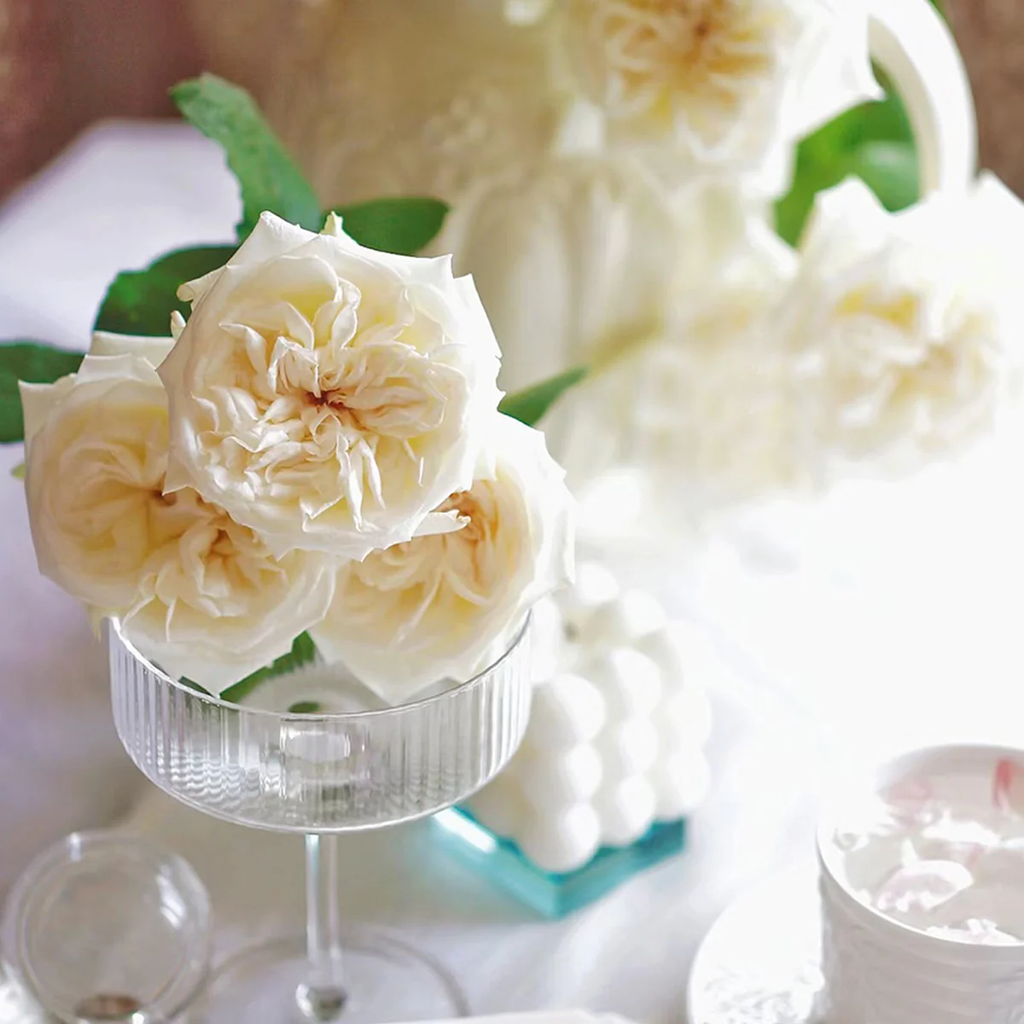 White O’Hara | French Florist Shrub Rose | Long vase life | Strong lavender fragrance | Own root