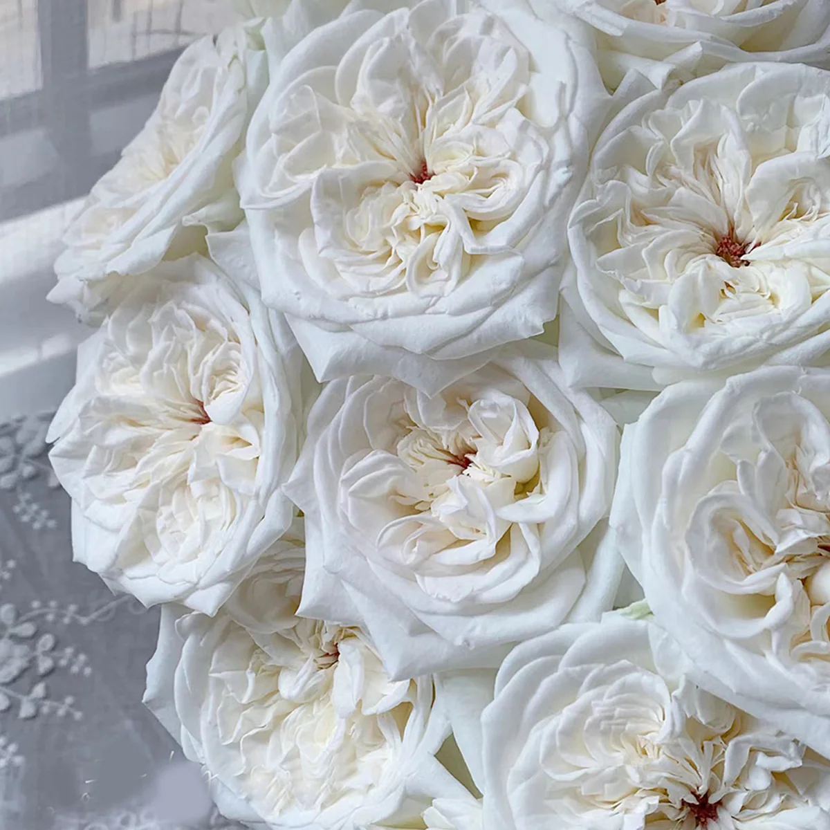 White O’Hara | French Florist Shrub Rose | Long vase life | Strong lavender fragrance | Own root