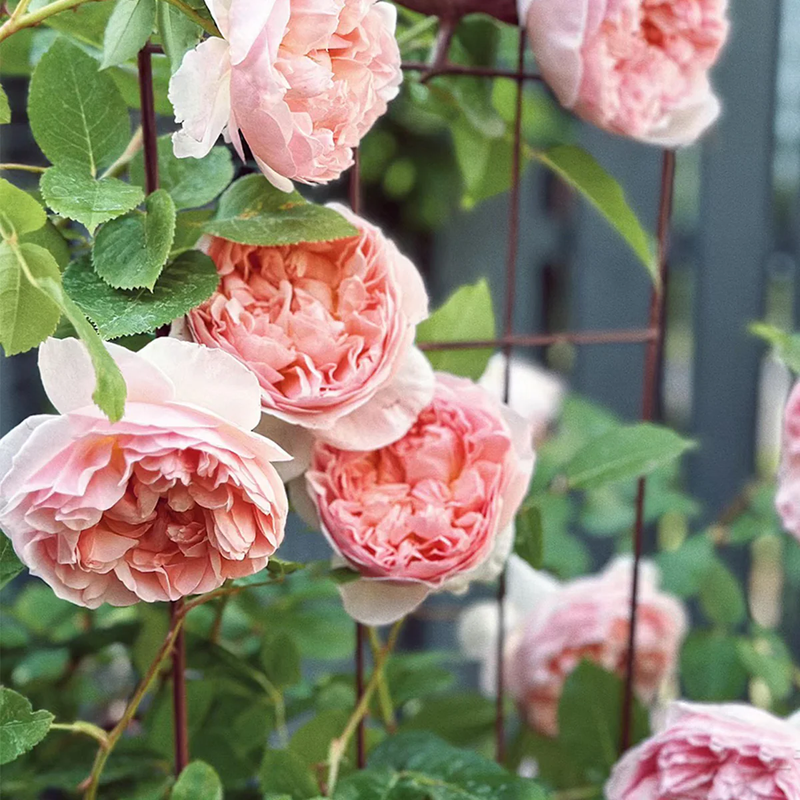 Garden Rose collection, AUSwill | AUStir | English Garden Shrub Rose | Pink-apricot rosettes | Tall hardy grower | Own root
