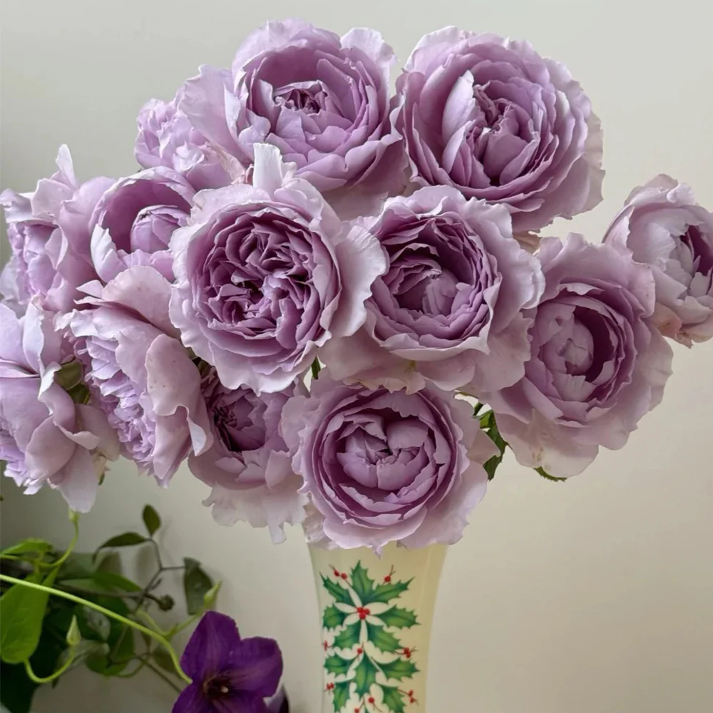 Yinyinqing | Faint Blue | 隐隐青 | Yinyin Qing Chinese Florist Shrub Rose | Tianlang rose | own root