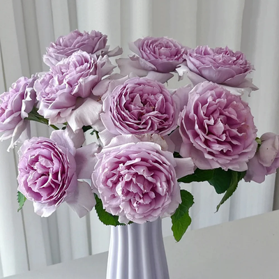 Yinyinqing | Faint Blue | 隐隐青 | Yinyin Qing Chinese Florist Shrub Rose | Tianlang rose | own root