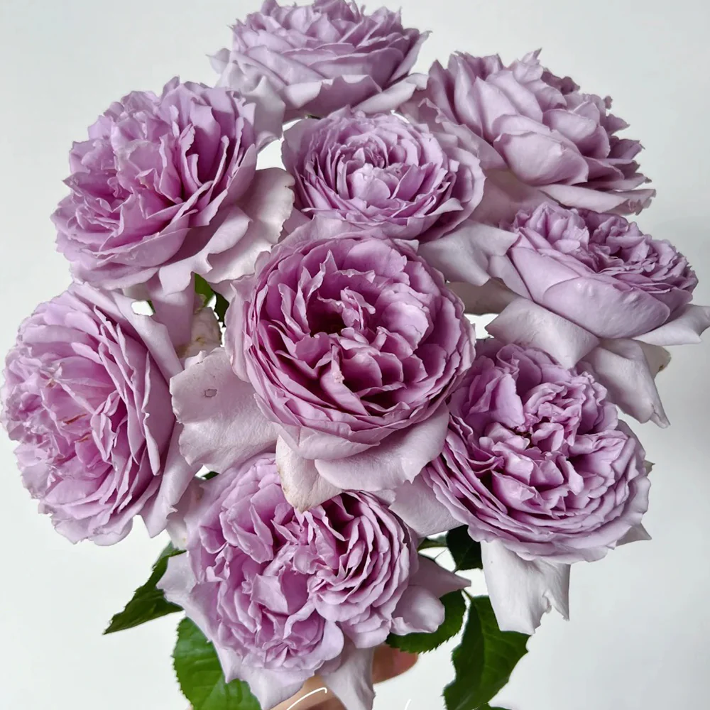 Yinyinqing | Faint Blue | 隐隐青 | Yinyin Qing Chinese Florist Shrub Rose | Tianlang rose | own root