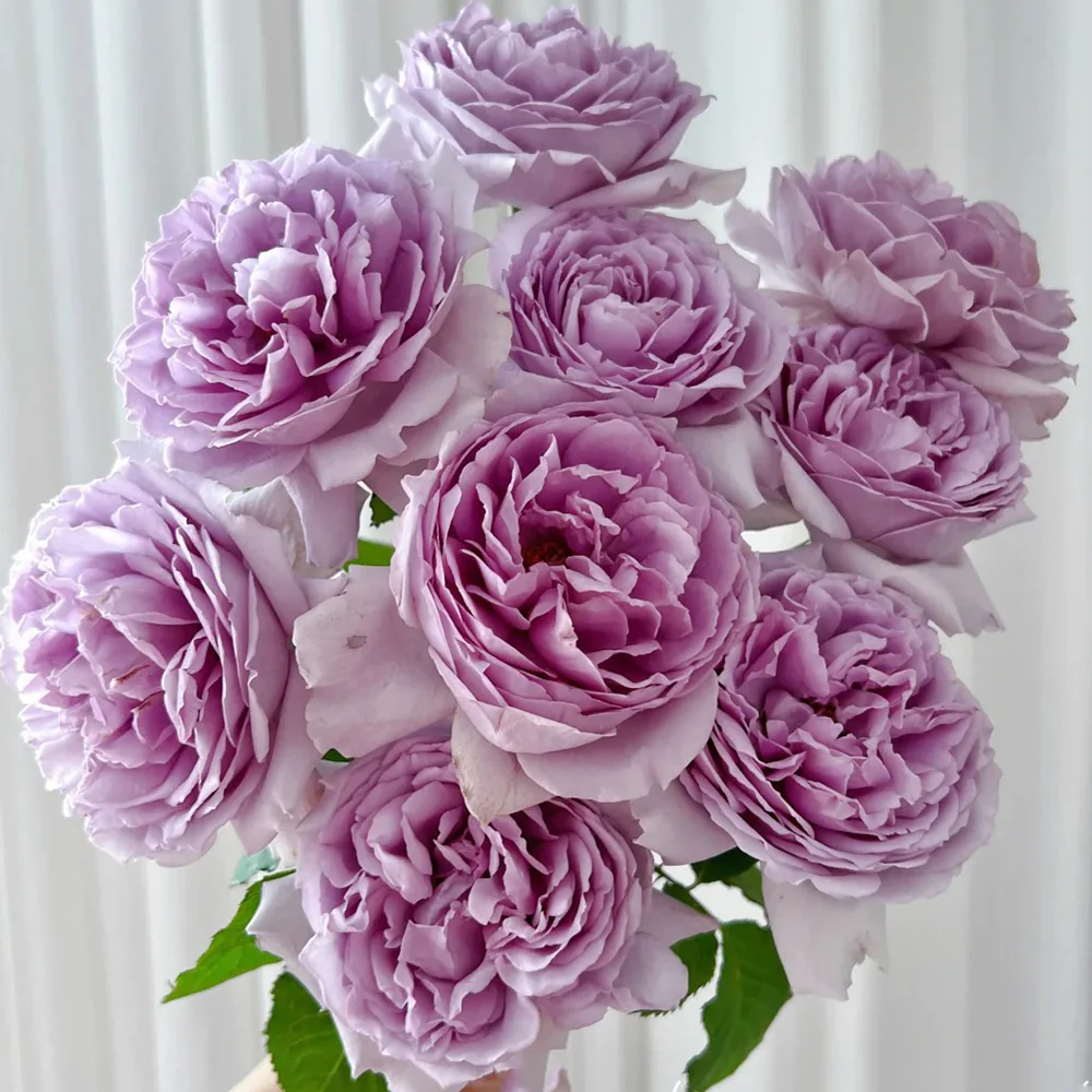 Yinyinqing | Faint Blue | 隐隐青 | Yinyin Qing Chinese Florist Shrub Rose | Tianlang rose | own root