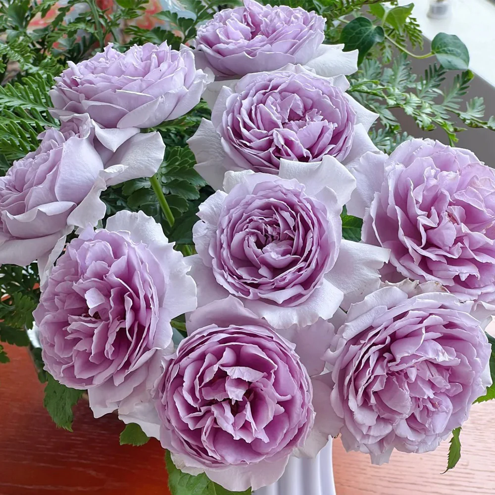Yinyinqing | Faint Blue | 隐隐青 | Yinyin Qing Chinese Florist Shrub Rose | Tianlang rose | own root