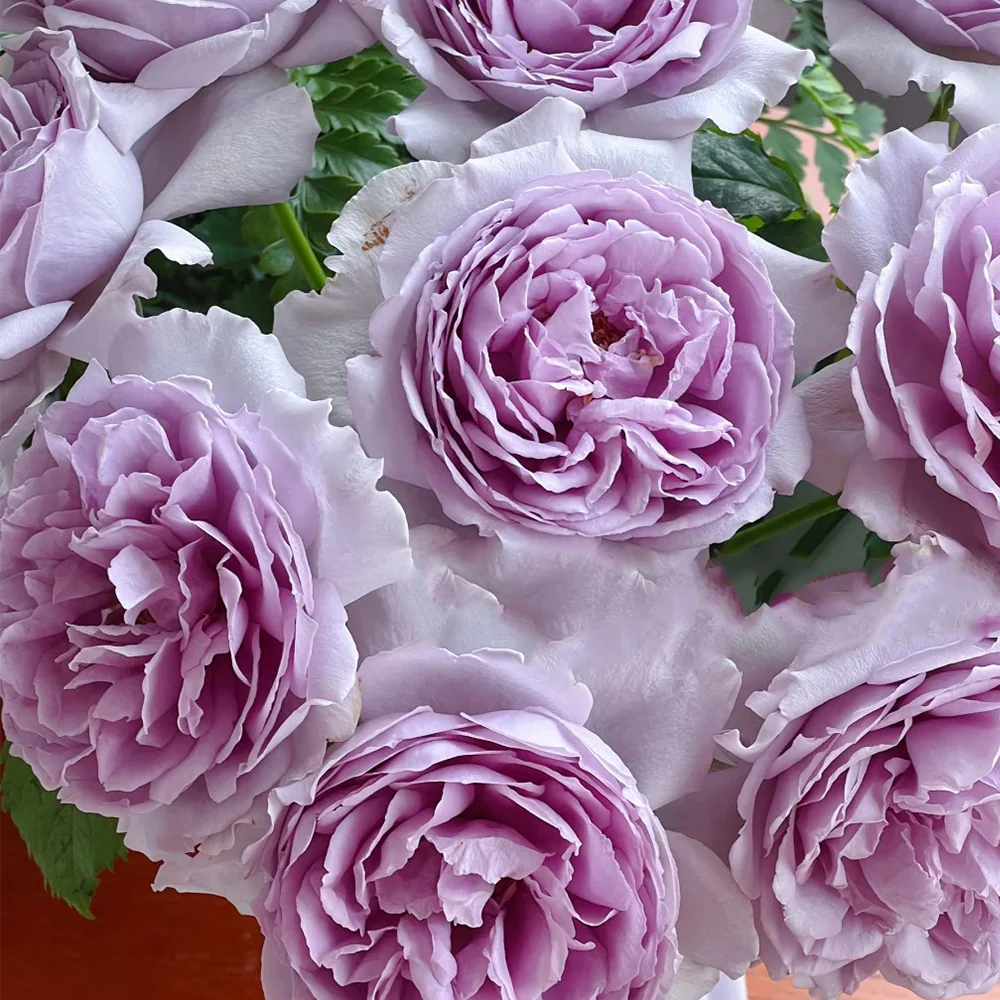 Yinyinqing | Faint Blue | 隐隐青 | Yinyin Qing Chinese Florist Shrub Rose | Tianlang rose | own root