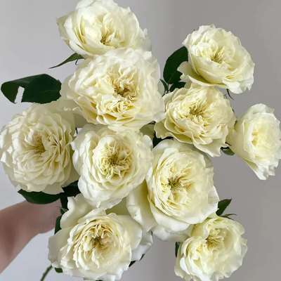 Royal Park | Netherlands Florist Shrub Rose | Cream-pink cup blooms | Long vase life | Own root