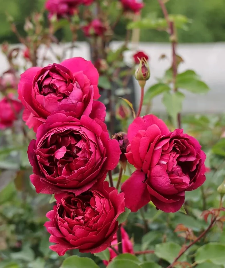 Autumn Rouge | Japanese Florist Shrub Rose | Red blooms | Intoxicating fragrance | Own root
