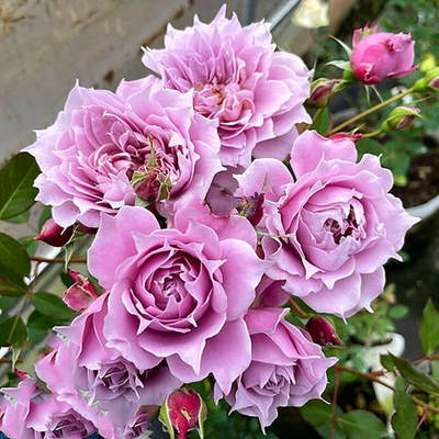Huanzi | Magic purple | 幻紫 | Chinese Florist Shrub Rose | Heat resistant | Repeat blooming | Own root