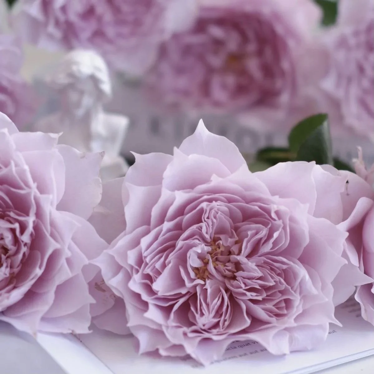 Huanzi | Magic purple | 幻紫 | Chinese Florist Shrub Rose | Heat resistant | Repeat blooming | Own root