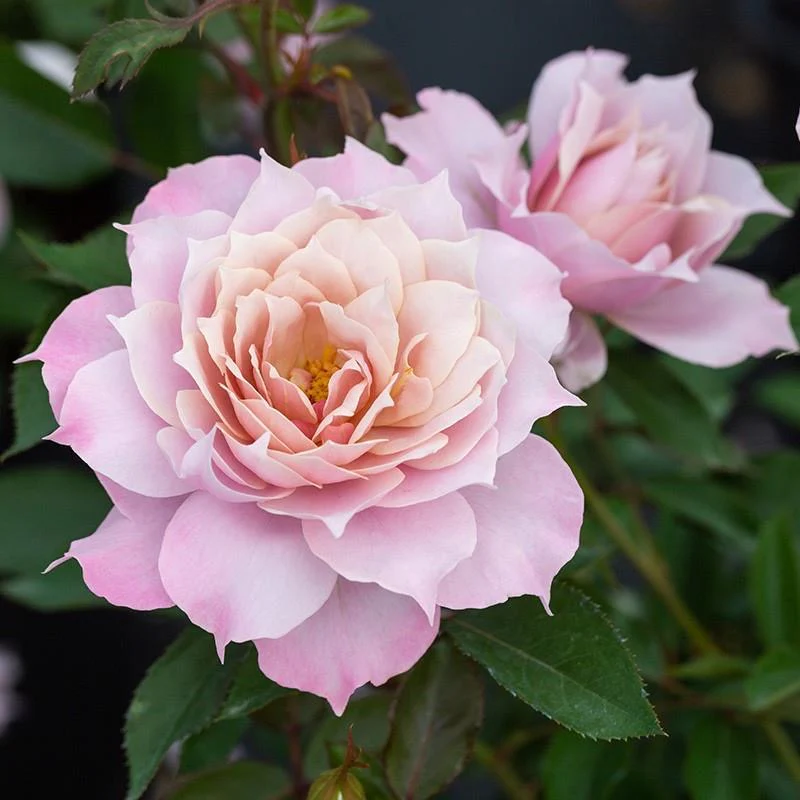 Huanzi | Magic purple | 幻紫 | Chinese Florist Shrub Rose | Heat resistant | Repeat blooming | Own root