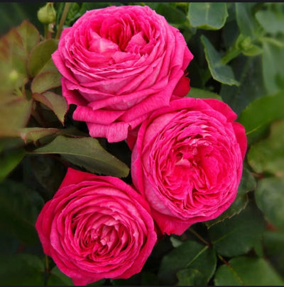Baronesse – Fragrant Pink German Floribunda Rose (Own Root)