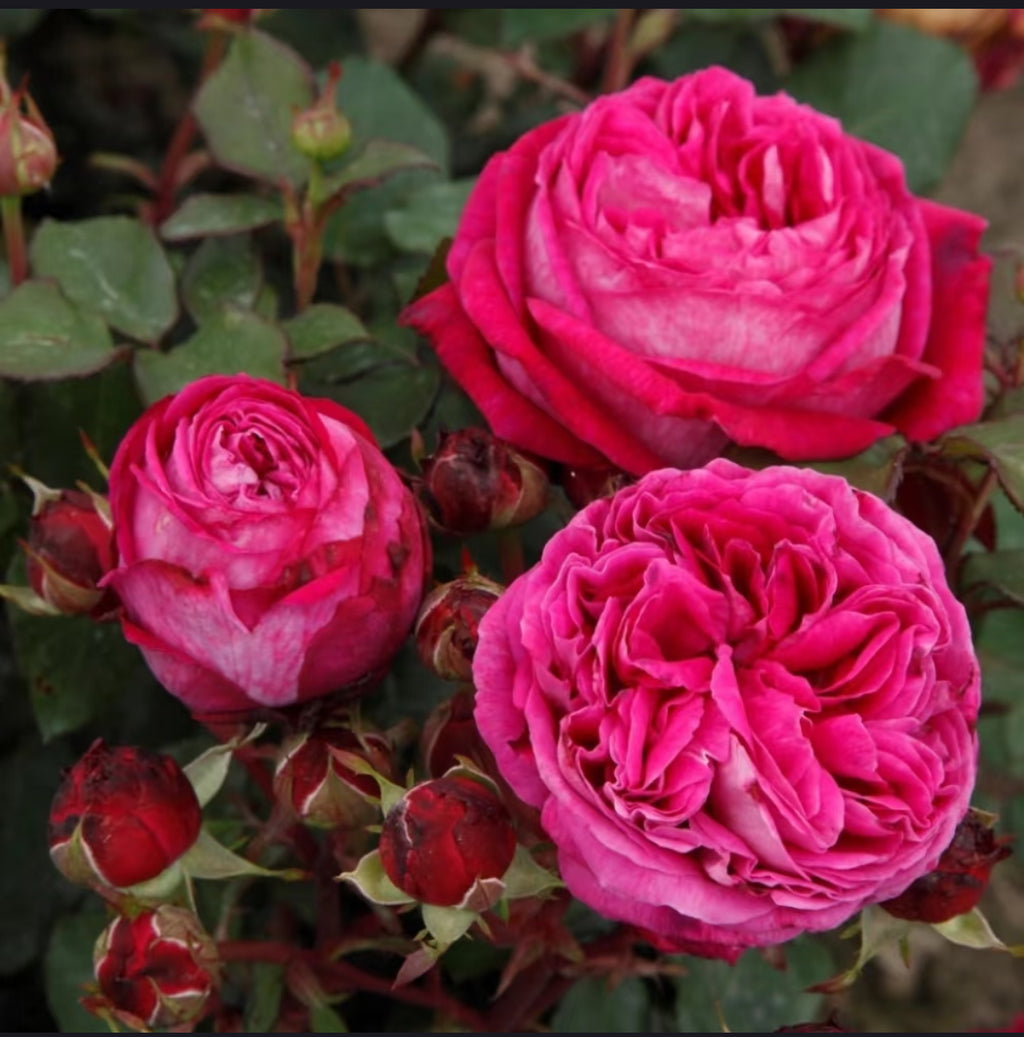 Baronesse – Fragrant Pink German Floribunda Rose (Own Root)