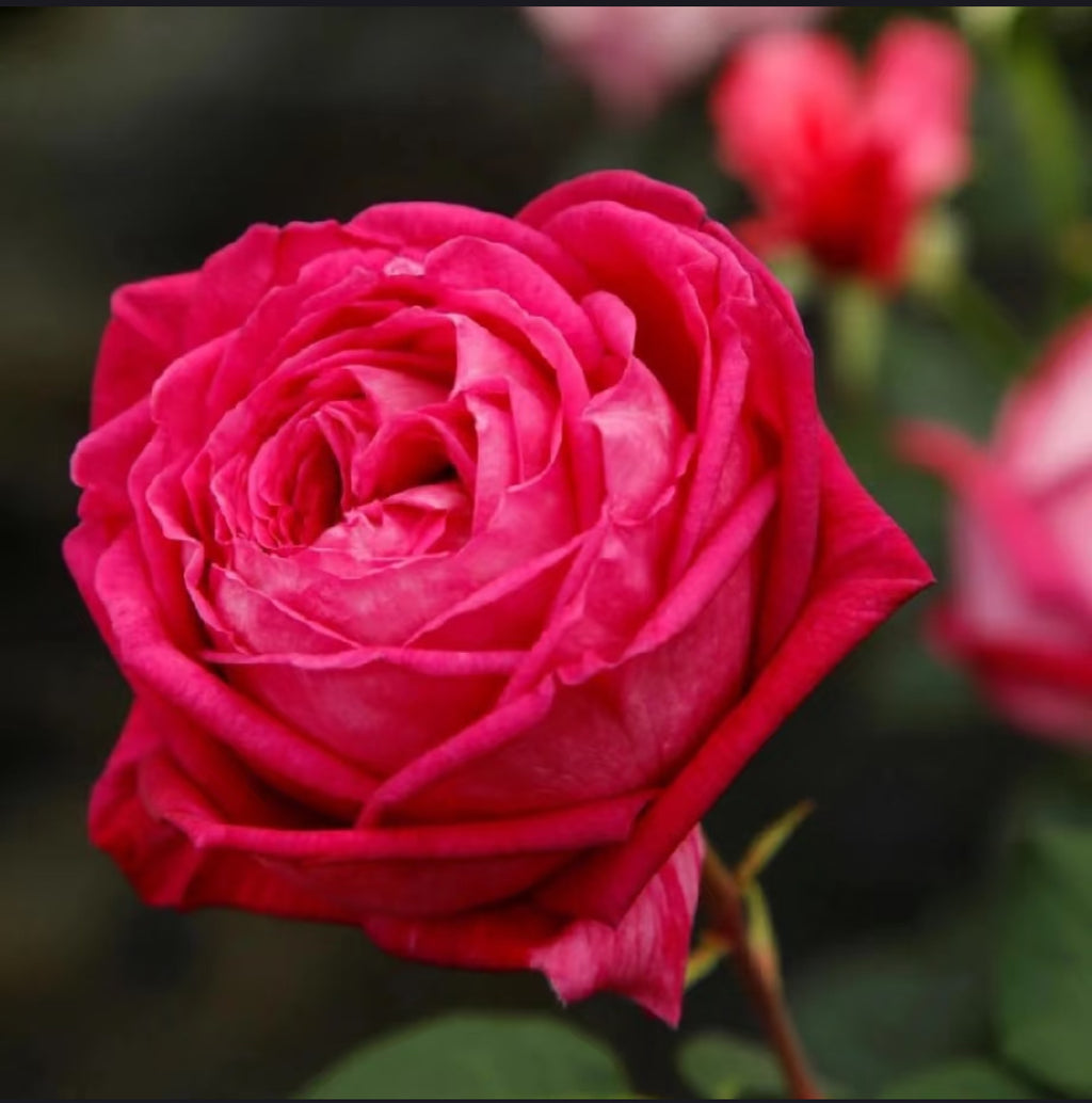 Baronesse – Fragrant Pink German Floribunda Rose (Own Root)