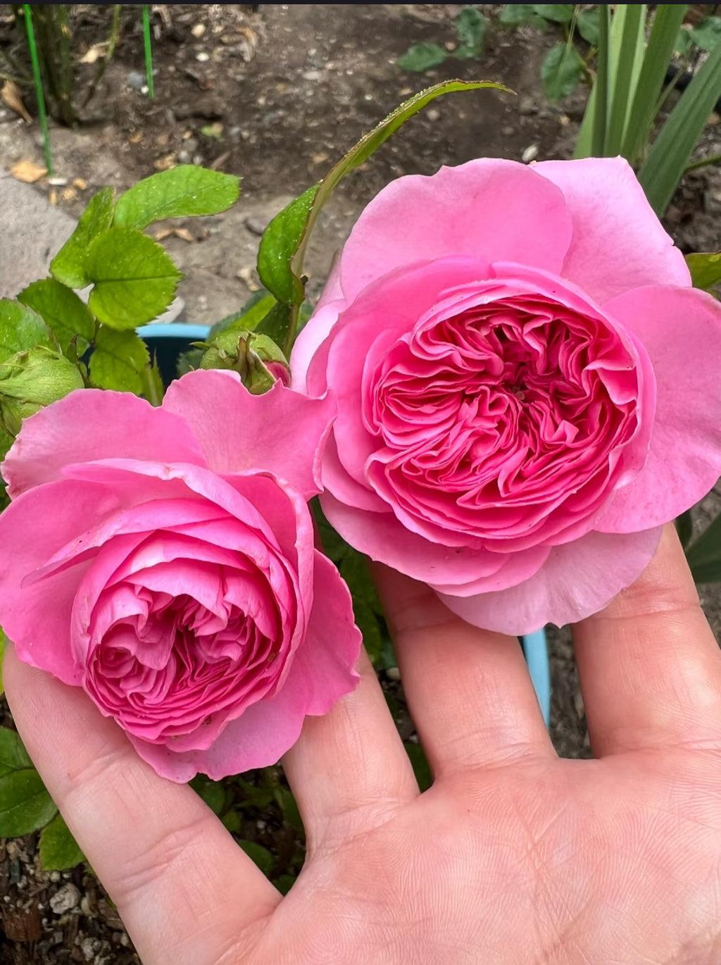Baronesse – Fragrant Pink German Floribunda Rose (Own Root)