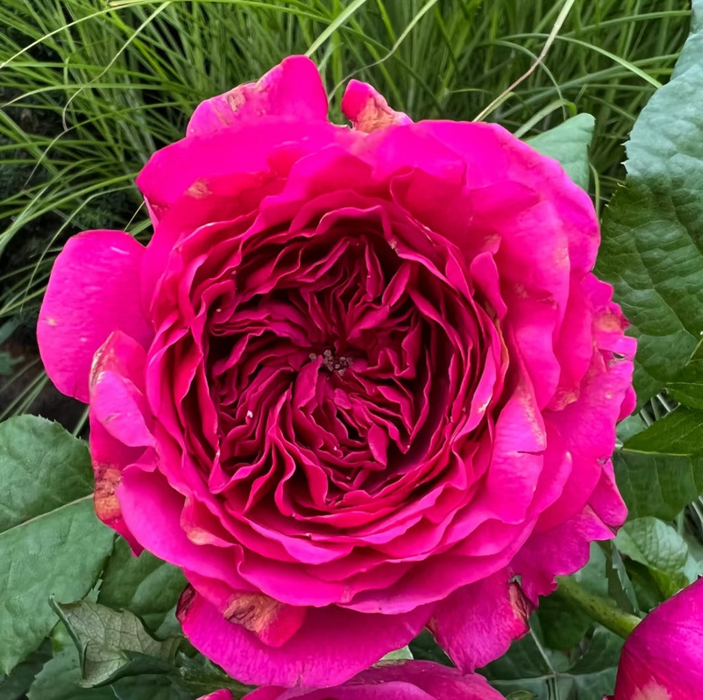 Baronesse – Fragrant Pink German Floribunda Rose (Own Root)