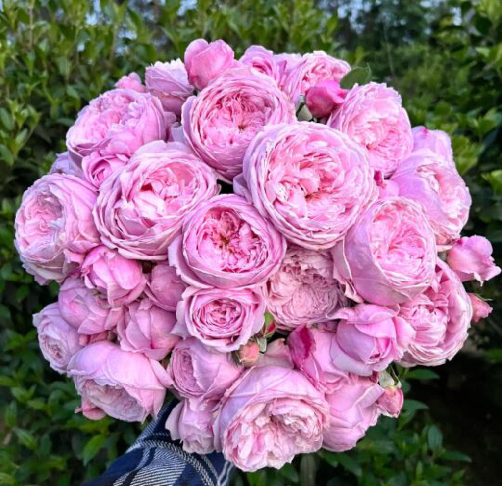 AUSbite | English Climbing and Garden Rose | Large lilac-pink blooms | Myrrh fragrance | Own root