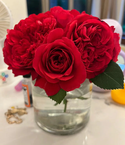 Florentina | Climbing Rose | Dark red nostalgic blooms | Moderate fragrance | Own root