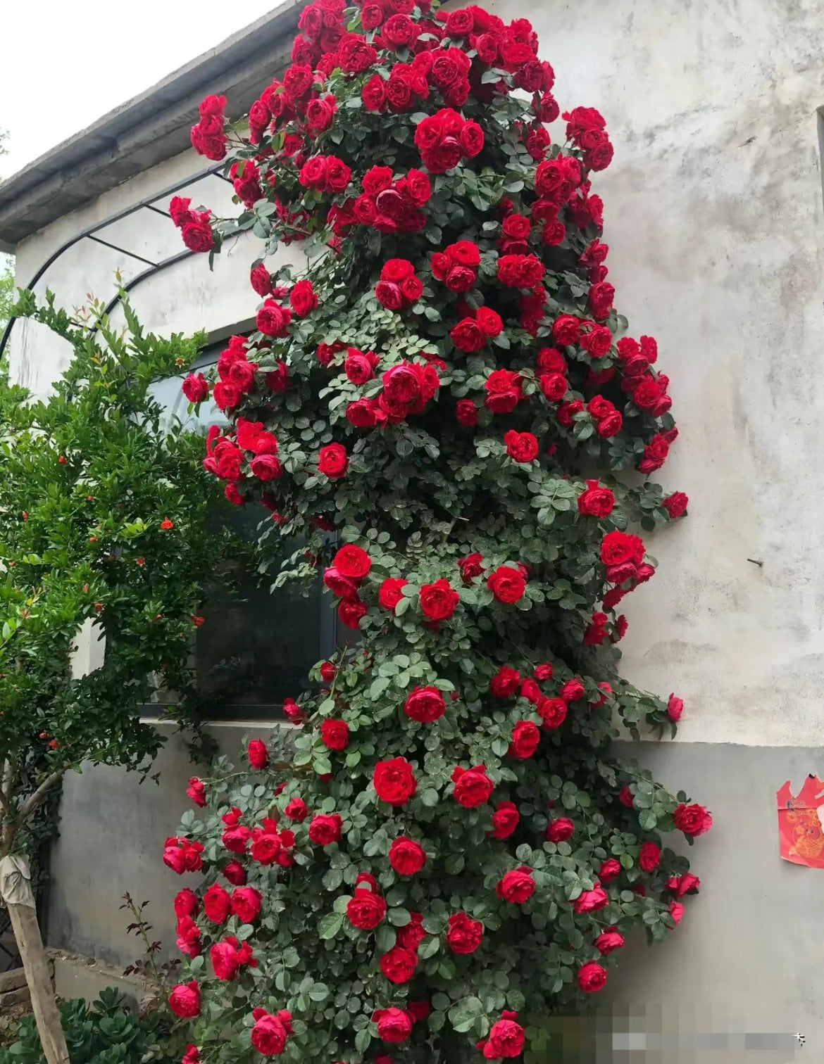 Florentina | Climbing Rose | Dark red nostalgic blooms | Moderate fragrance | Own root