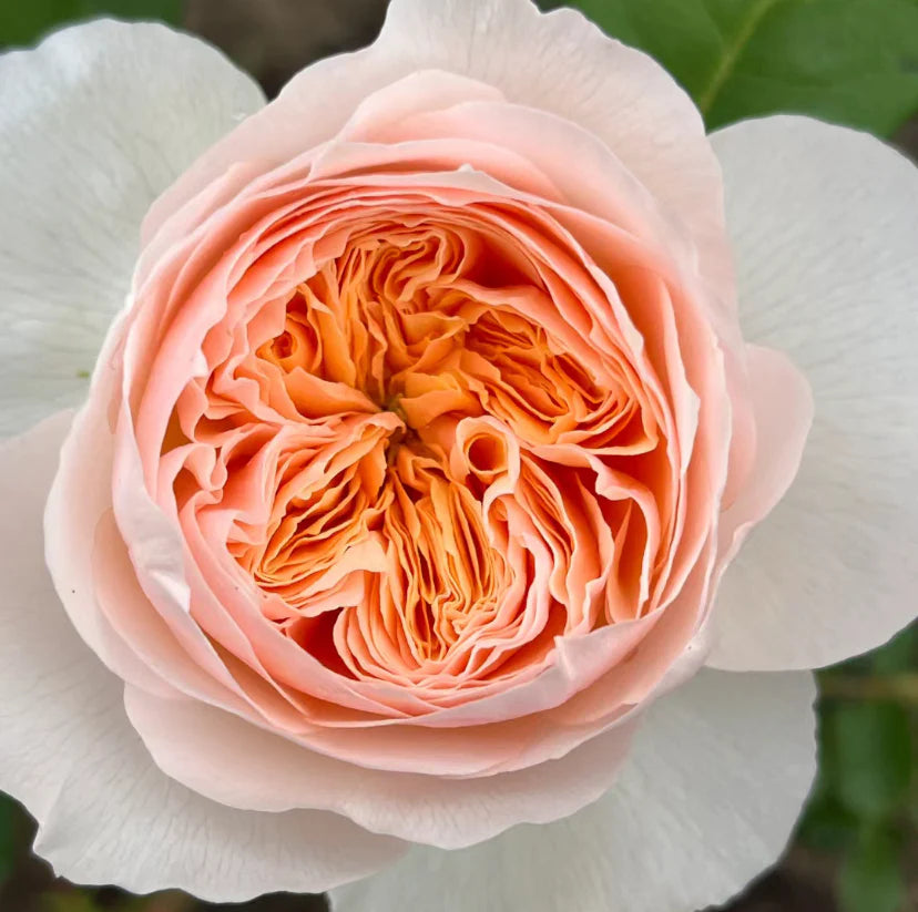 Han Xian | Climbing Rose | Rain-Resistant | Abundant Blooming | 2021 New Varieties | Strong Growth | Own root
