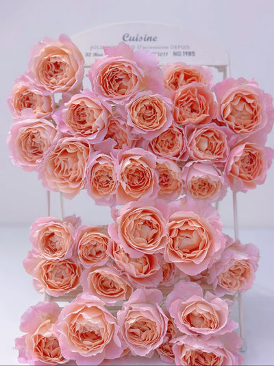 Zhi Qiu – Orange-Pink Chinese Florist Rose (Own Root)