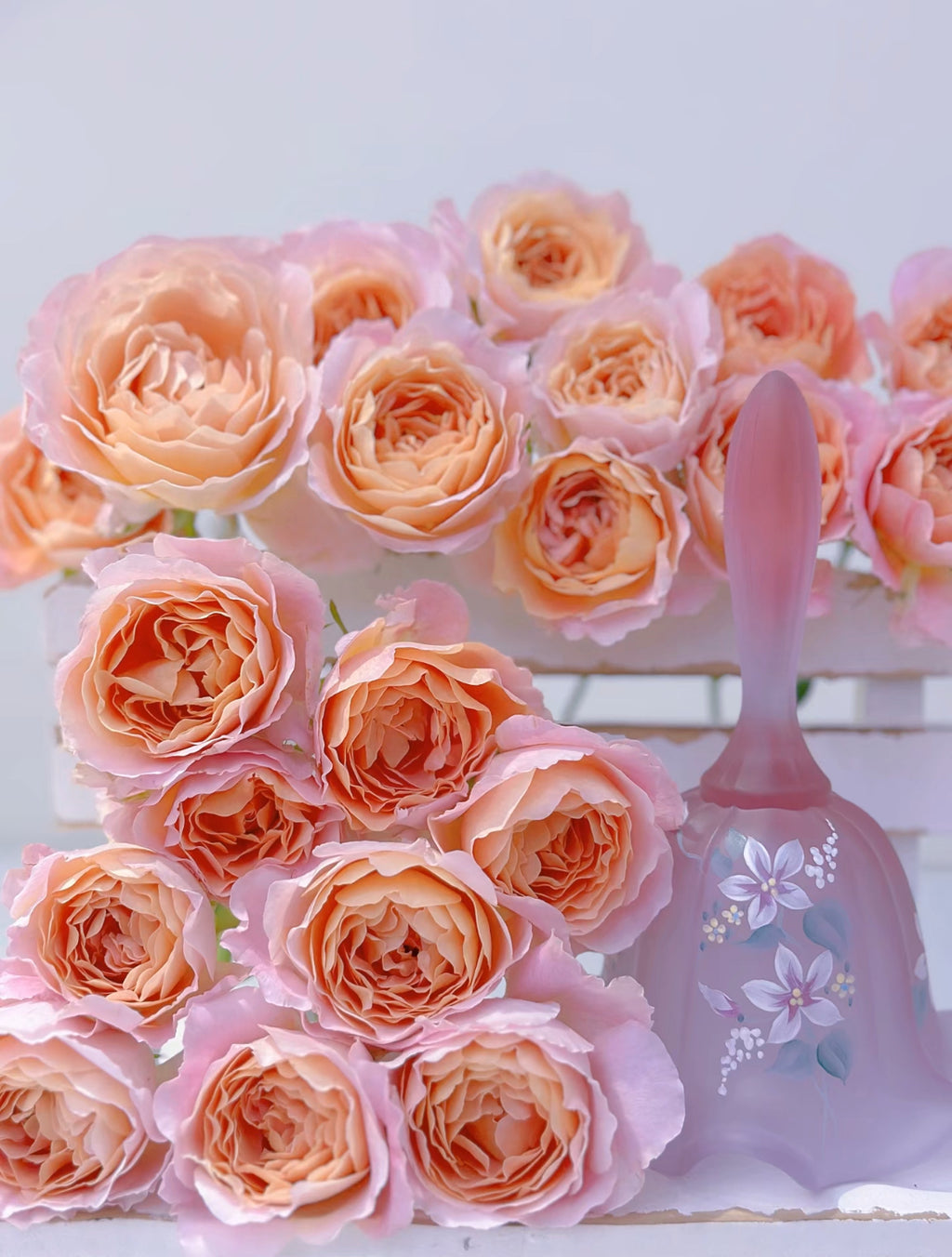 Zhi Qiu – Orange-Pink Chinese Florist Rose (Own Root)