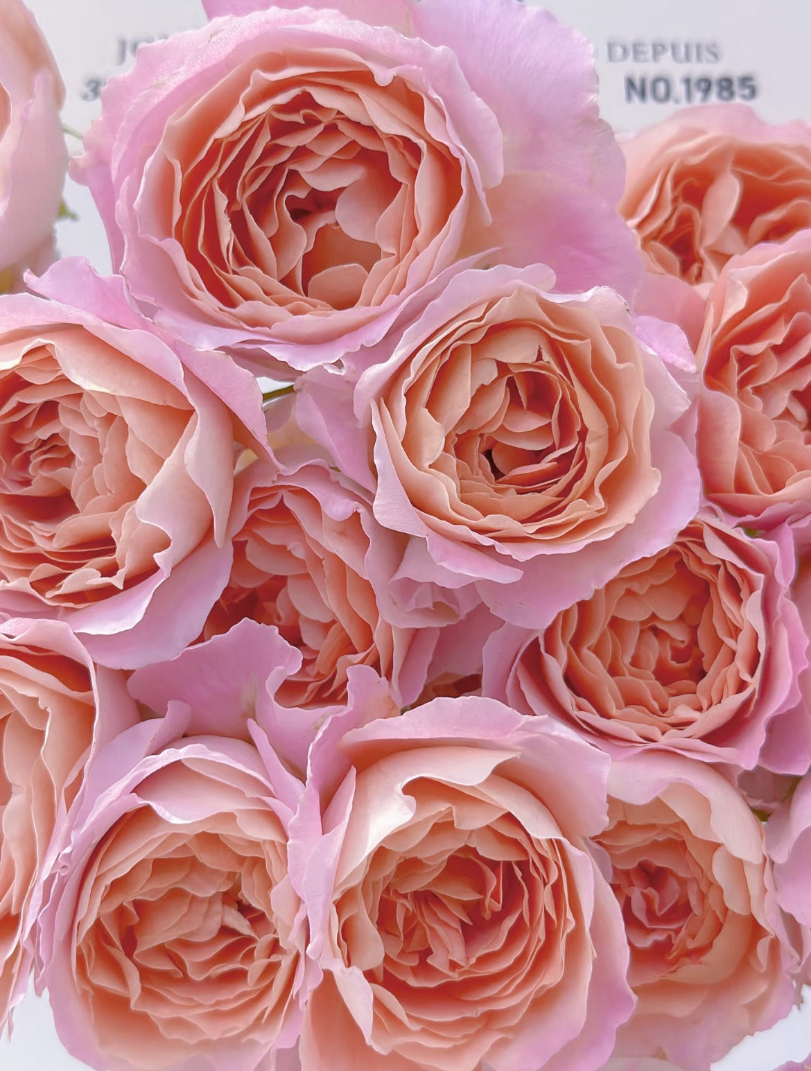 Zhi Qiu – Orange-Pink Chinese Florist Rose (Own Root)
