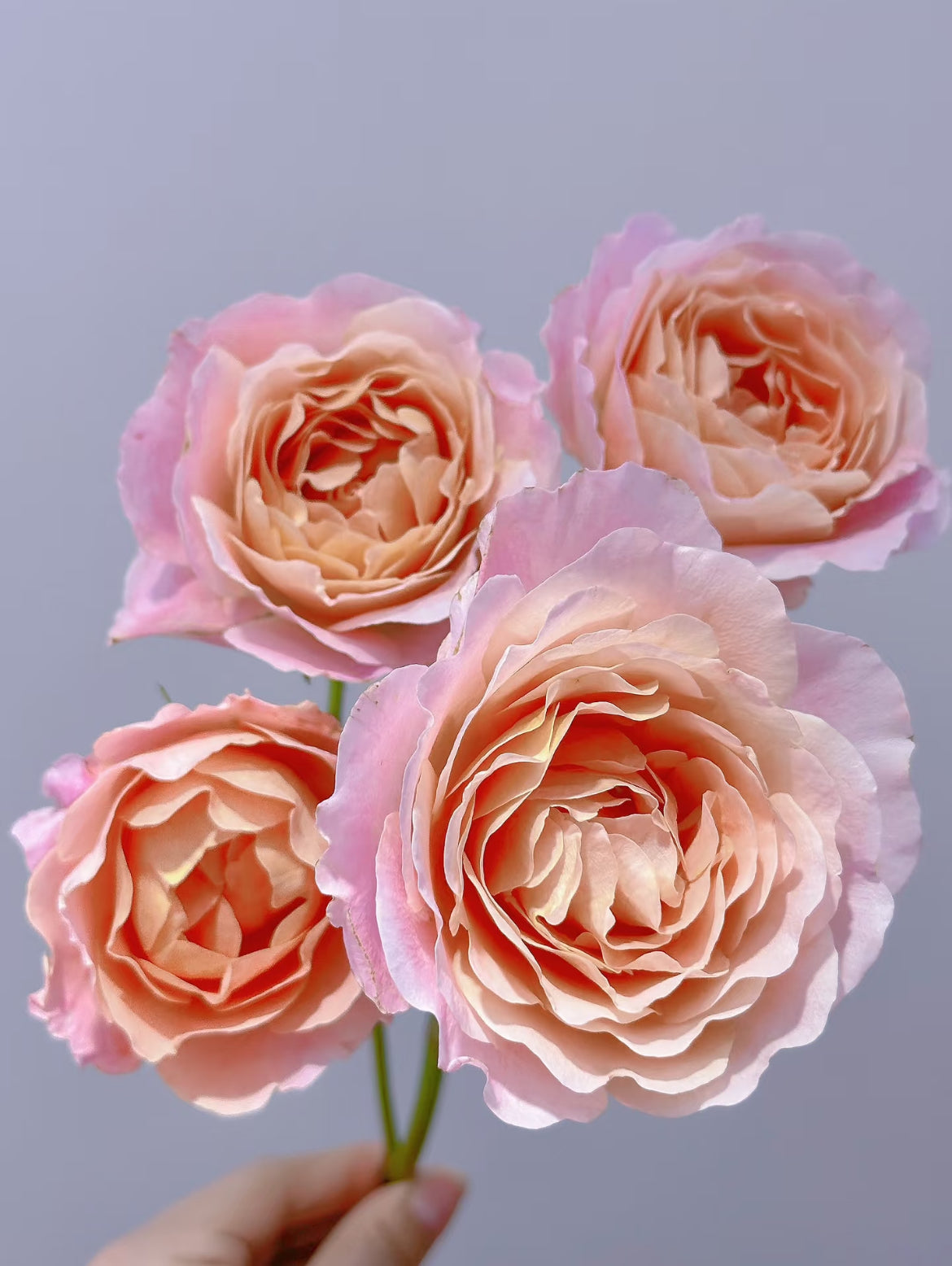 Zhi Qiu – Orange-Pink Chinese Florist Rose (Own Root)