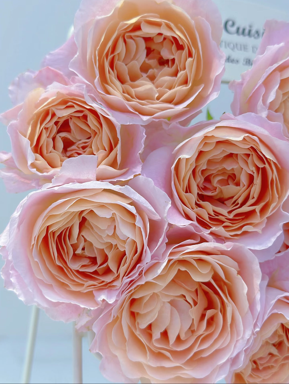 Zhi Qiu – Orange-Pink Chinese Florist Rose (Own Root)