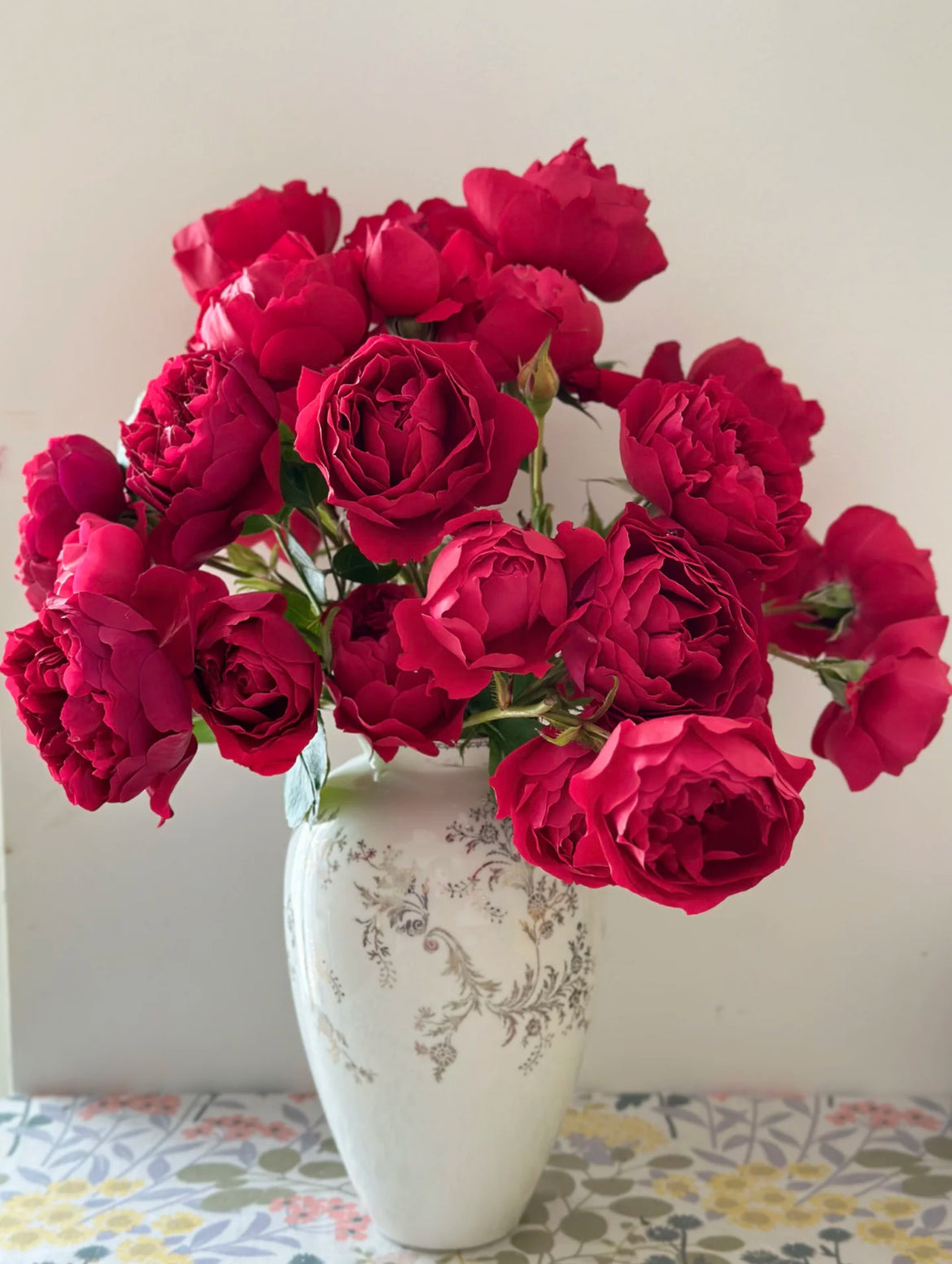 Florentina | Climbing Rose | Dark red nostalgic blooms | Moderate fragrance | Own root