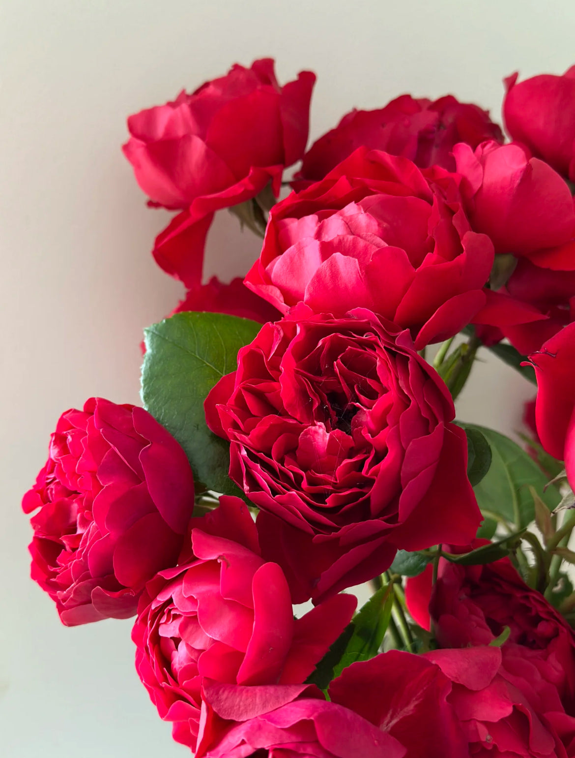 Florentina | Climbing Rose | Dark red nostalgic blooms | Moderate fragrance | Own root