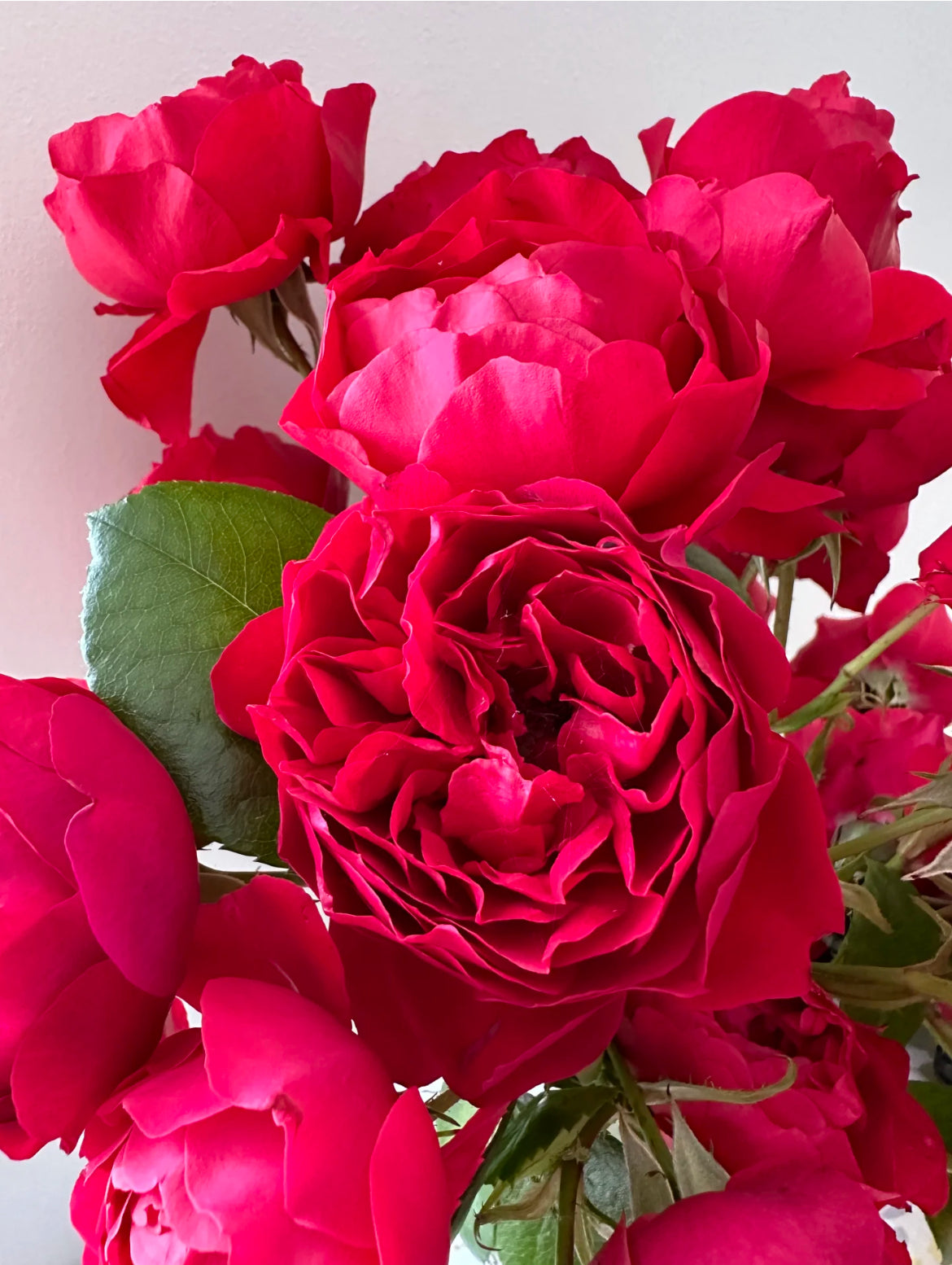 Florentina | Climbing Rose | Dark red nostalgic blooms | Moderate fragrance | Own root